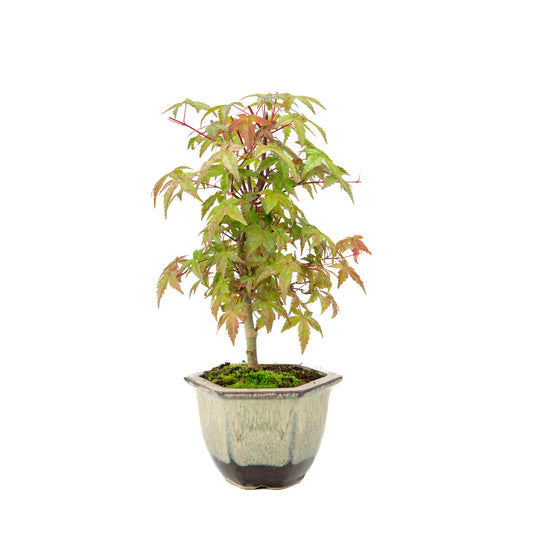 Buiten Bonsai Acer palmatum Deshojo beige bruine zeshoekige pot 14cm, hoogte ~50cm
