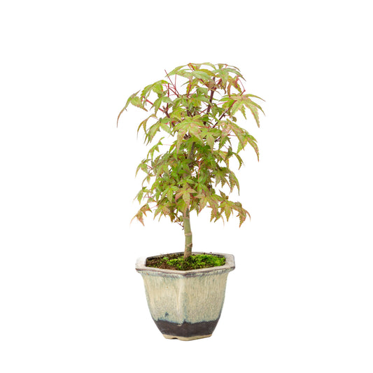 Buiten Bonsai Acer palmatum Deshojo beige bruine zeshoekige pot 14cm, hoogte ~50cm