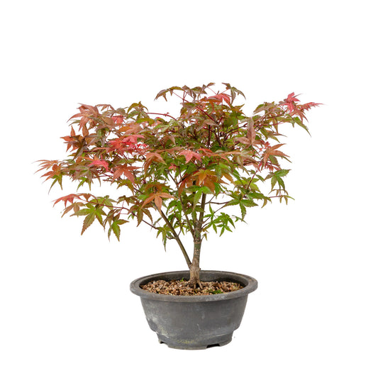Buiten Bonsai Acer palmatum Deshojo plastic pot 16cm, hoogte ~29cm