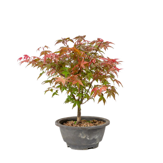 Buiten Bonsai Acer palmatum Deshojo plastic pot 16cm, hoogte ~29cm