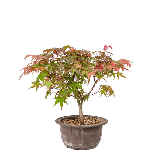 Buiten Bonsai Acer palmatum Deshojo plastic pot 15cm, hoogte ~29cm