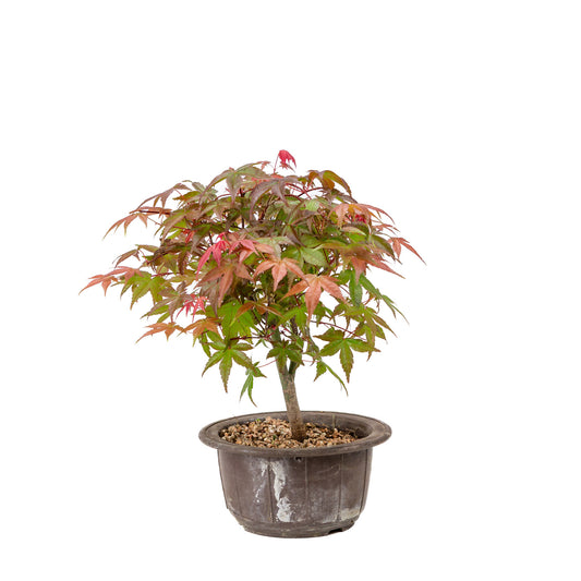 Buiten Bonsai Acer palmatum Deshojo plastic pot 15cm, hoogte ~29cm