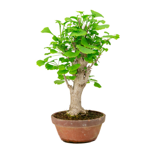 Bonsaï d'extérieur Ginkgo biloba en pot de terre cuite de 19 cm, hauteur ~46 cm