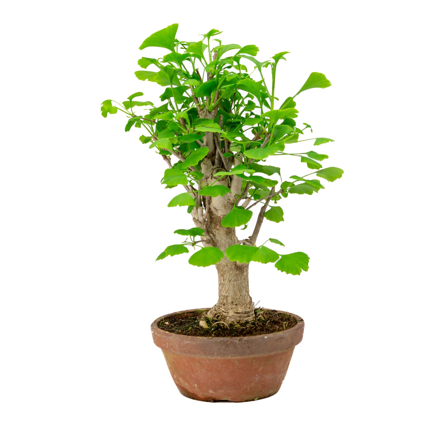 Bonsaï d'extérieur Ginkgo biloba en pot de terre cuite de 19 cm, hauteur ~46 cm