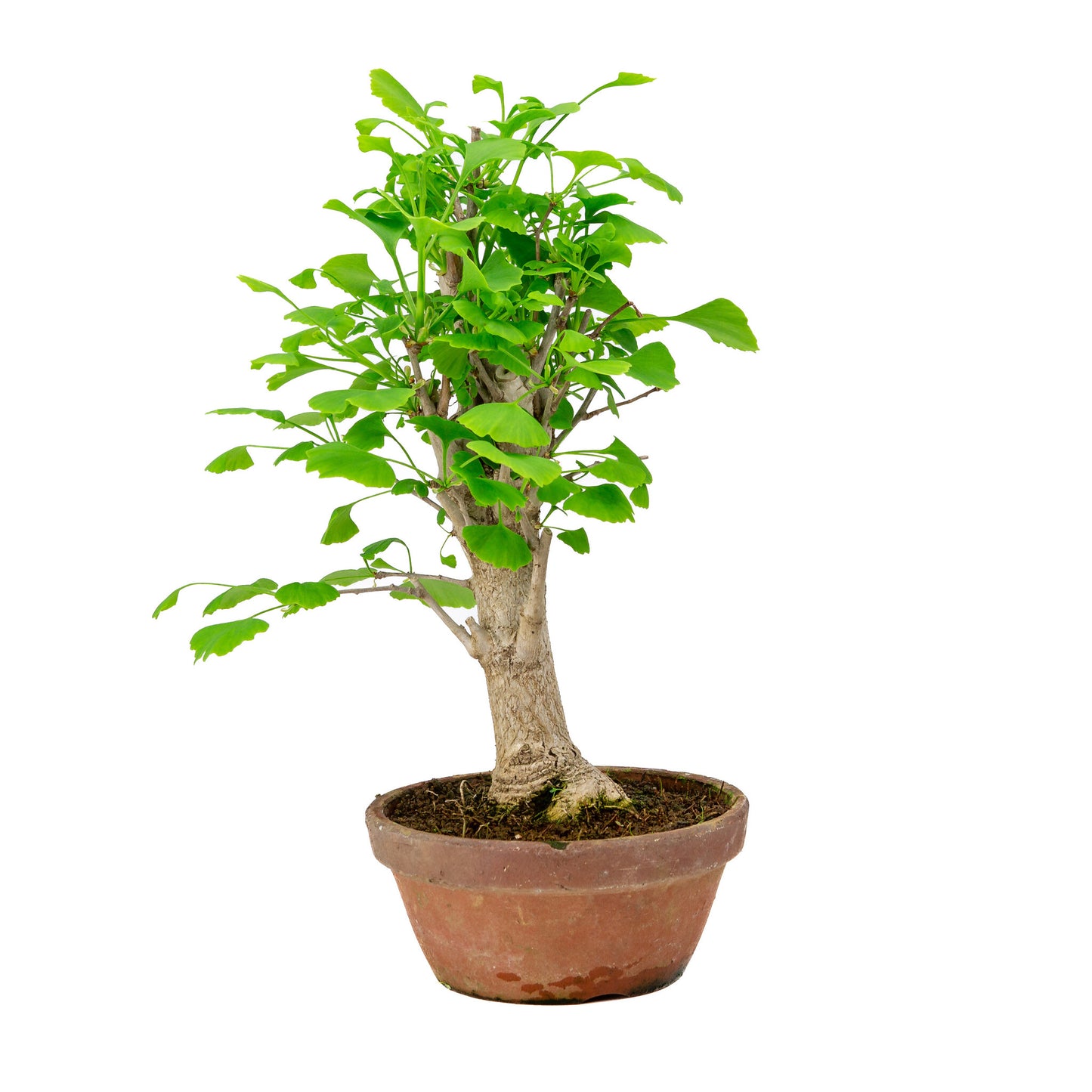 Bonsaï d'extérieur Ginkgo biloba en pot de terre cuite de 19 cm, hauteur ~46 cm