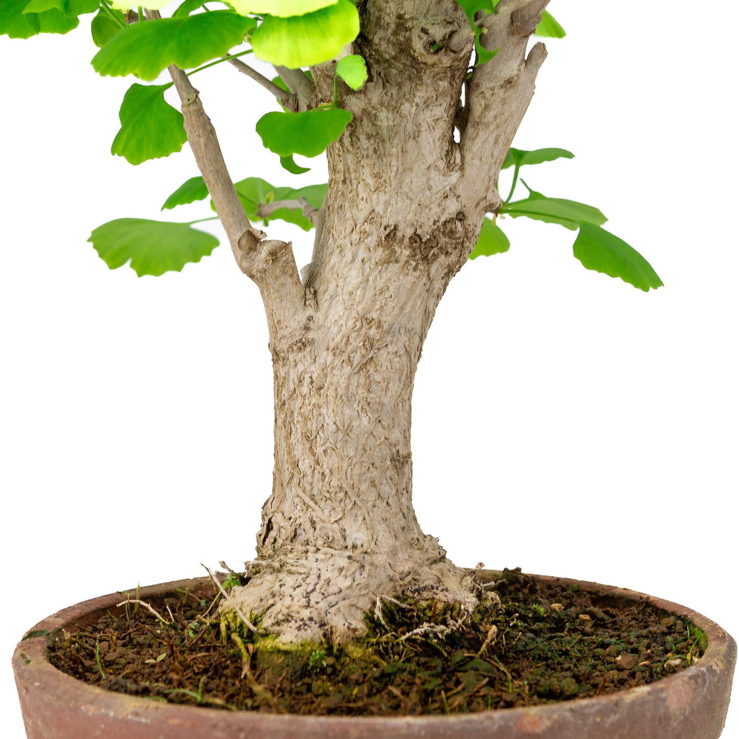 Bonsaï d'extérieur Ginkgo biloba en pot de terre cuite de 19 cm, hauteur ~46 cm