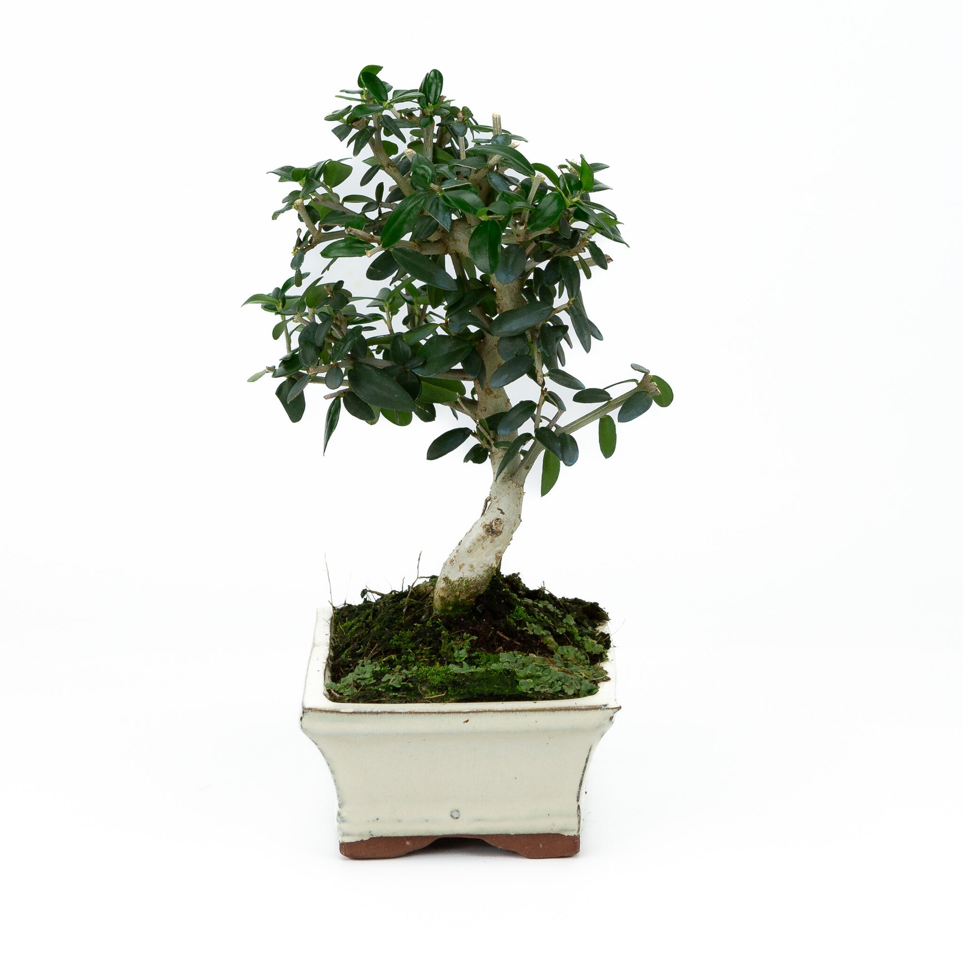 Bonsaï d'extérieur Olea sylvestris, pot rectangulaire crème, 15 cm, hauteur ~28 cm