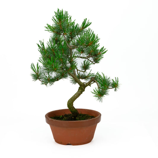 Buiten Bonsai Pinus parviflora terracotta pot 19cm, hoogte ~ 42cm