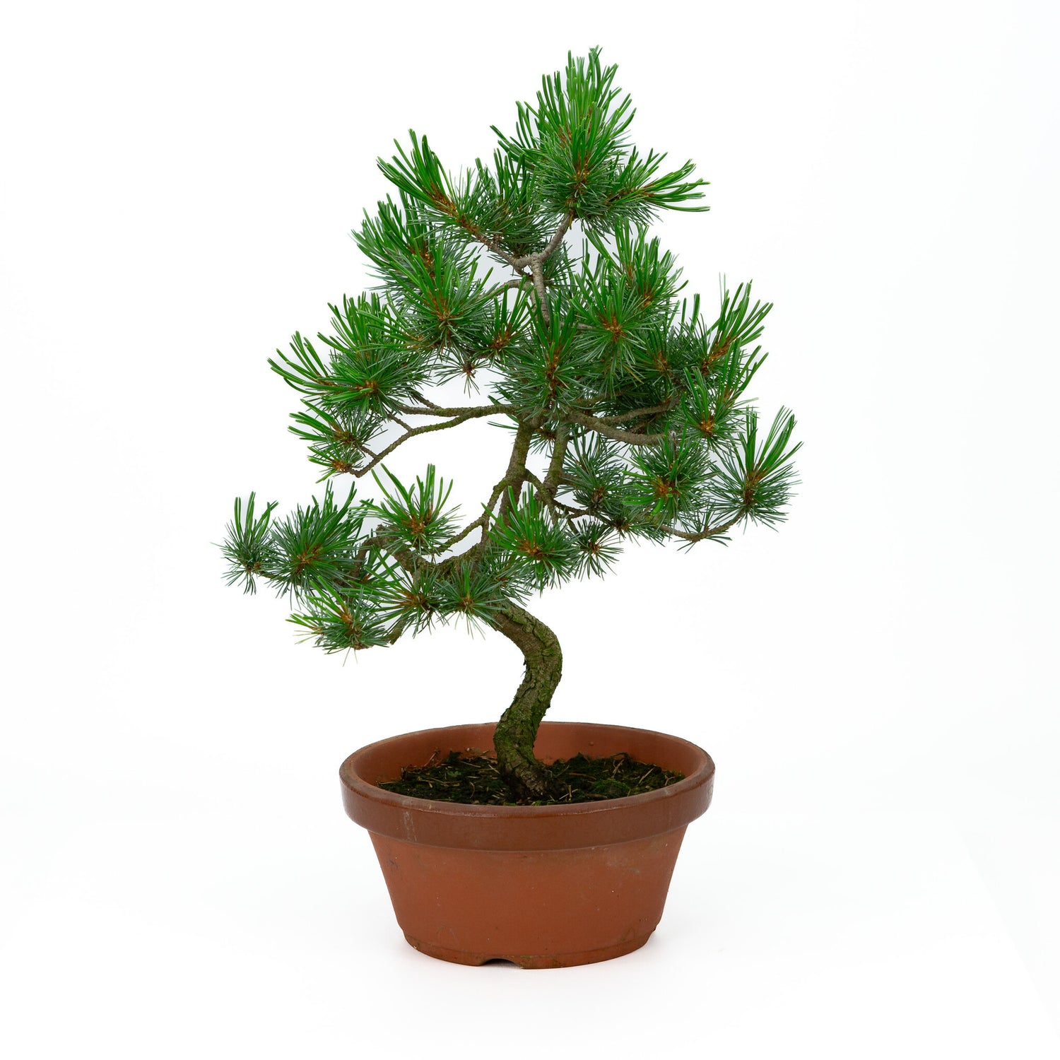 Buiten Bonsai Pinus parviflora terracotta pot 19cm, hoogte ~ 42cm