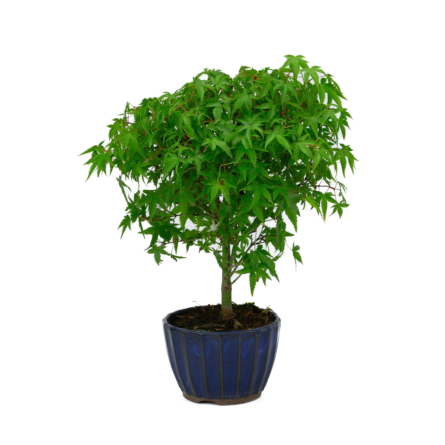 Bonsaï d'extérieur Acer palmatum 'Kiyohime', pot rond bleu de 10 cm, hauteur ~26 cm