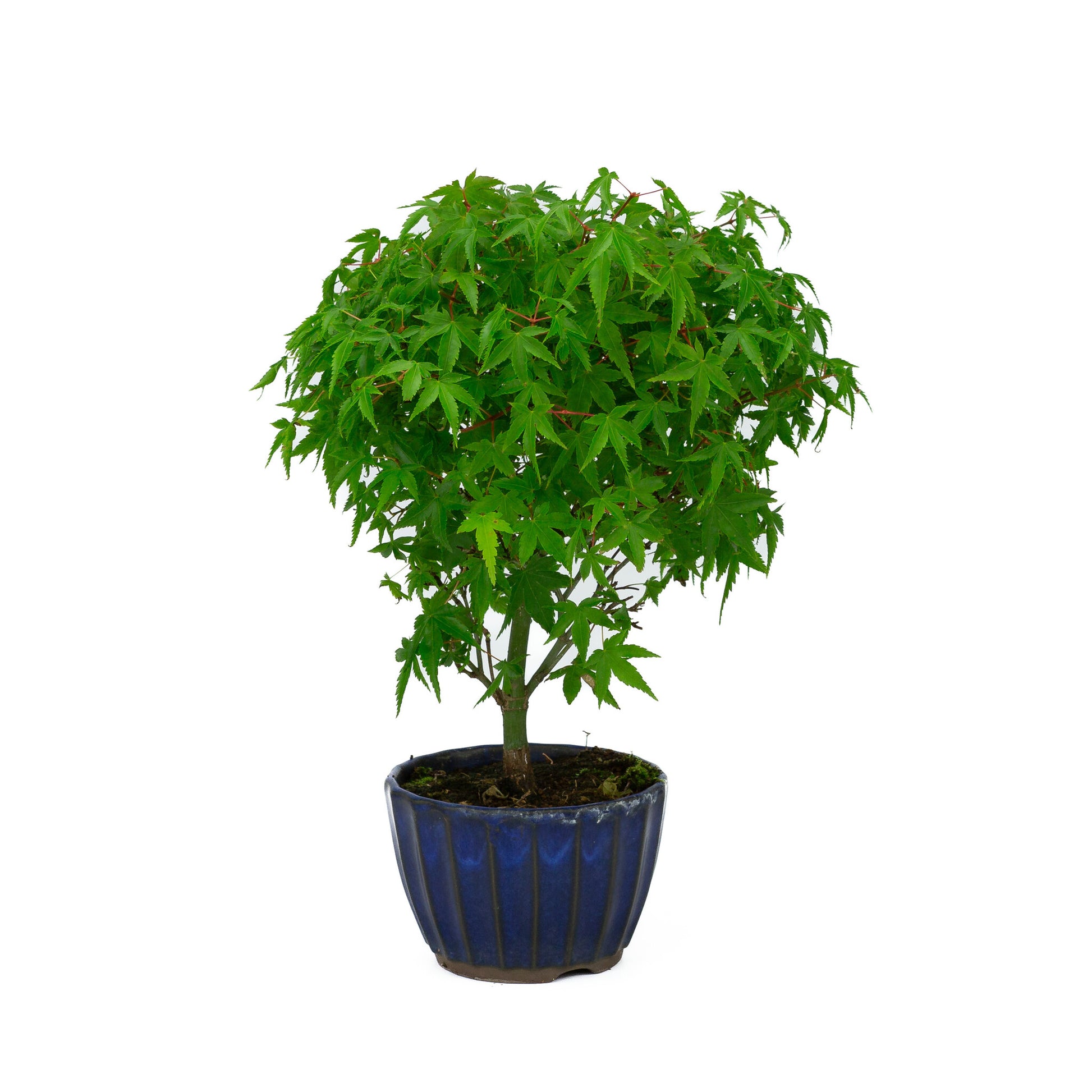 Bonsaï d'extérieur Acer palmatum 'Kiyohime', pot rond bleu de 10 cm, hauteur ~26 cm