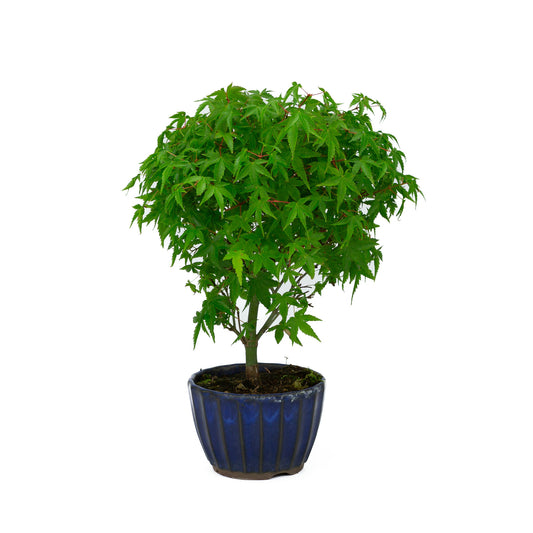 Bonsaï d'extérieur Acer palmatum 'Kiyohime', pot rond bleu de 10 cm, hauteur ~26 cm