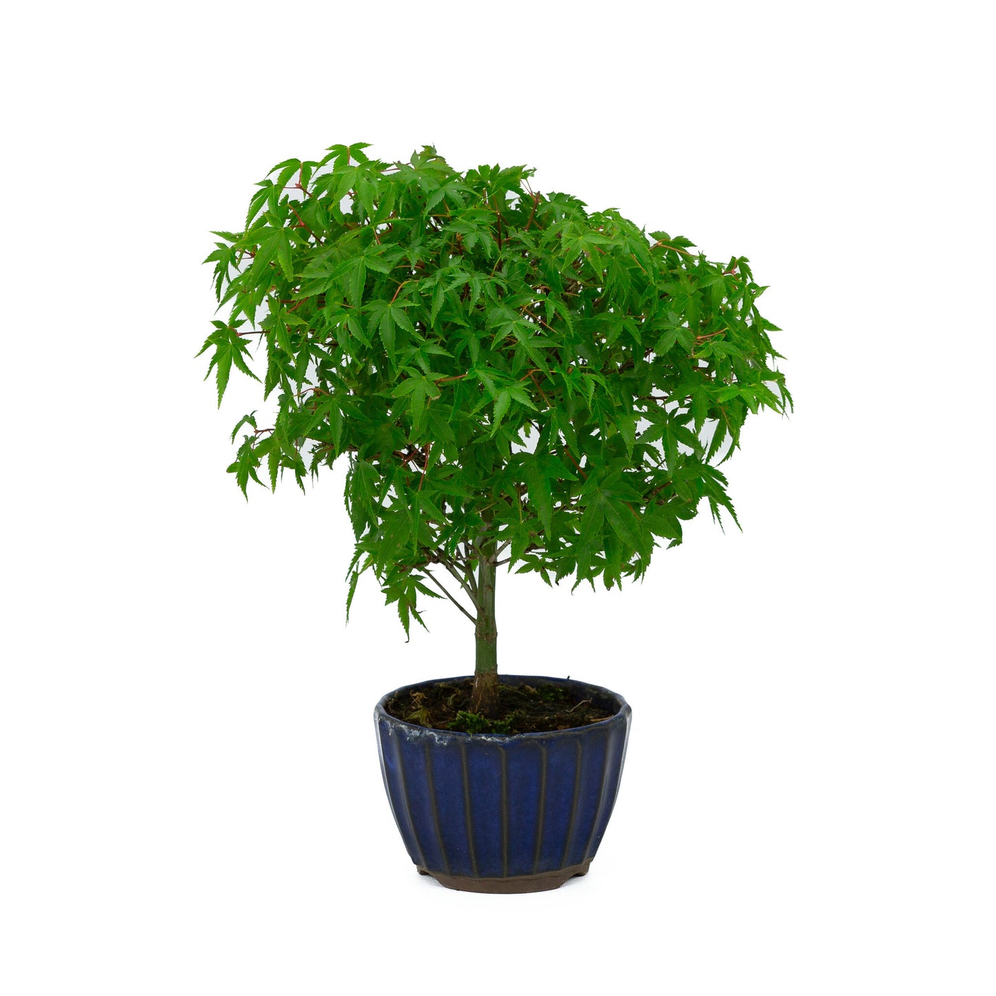 Bonsaï d'extérieur Acer palmatum 'Kiyohime', pot rond bleu de 10 cm, hauteur ~26 cm