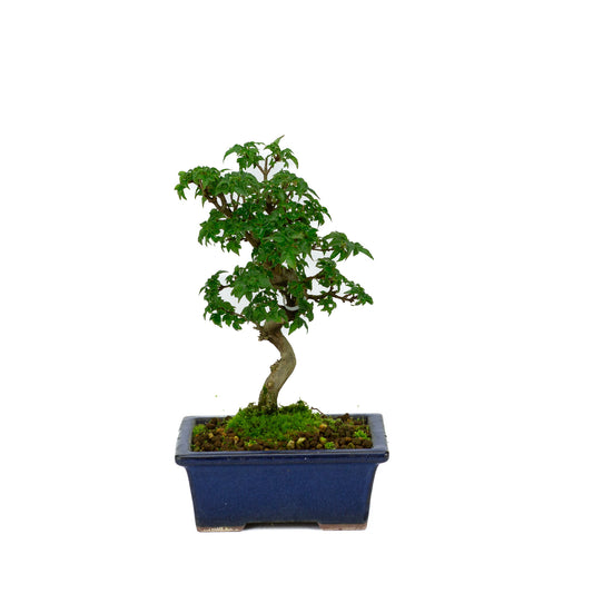Bonsaï Shohin d'extérieur Acer buergerianum bleu, pot rectangulaire 13 cm, hauteur ~24 cm