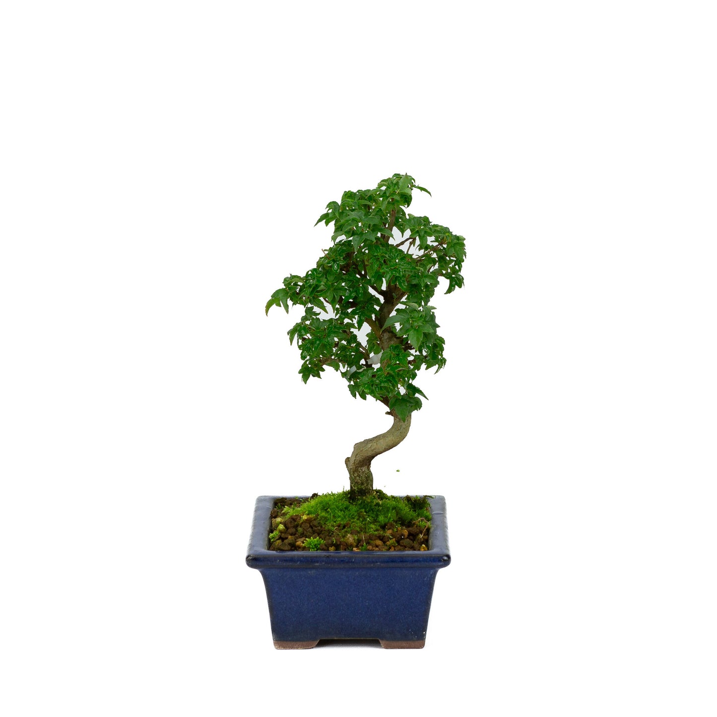 Bonsaï Shohin d'extérieur Acer buergerianum bleu, pot rectangulaire 13 cm, hauteur ~24 cm