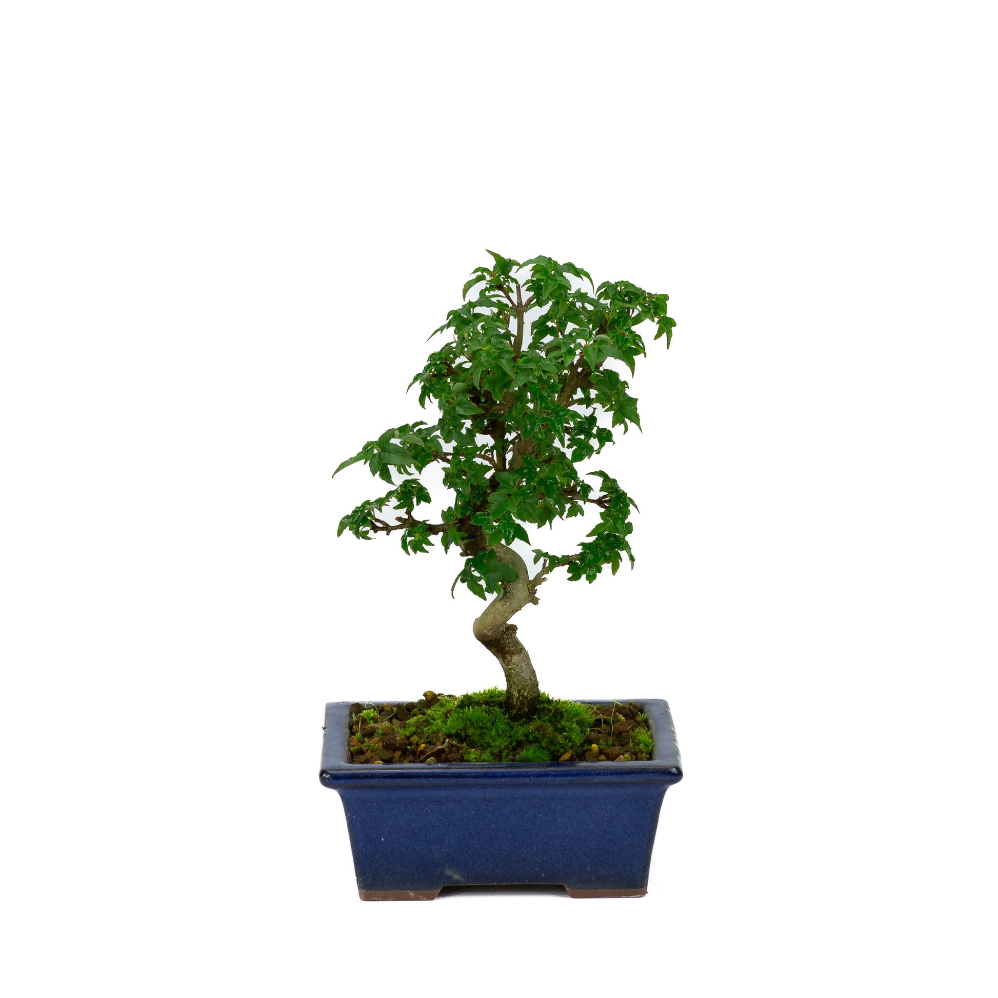 Bonsaï Shohin d'extérieur Acer buergerianum bleu, pot rectangulaire 13 cm, hauteur ~24 cm