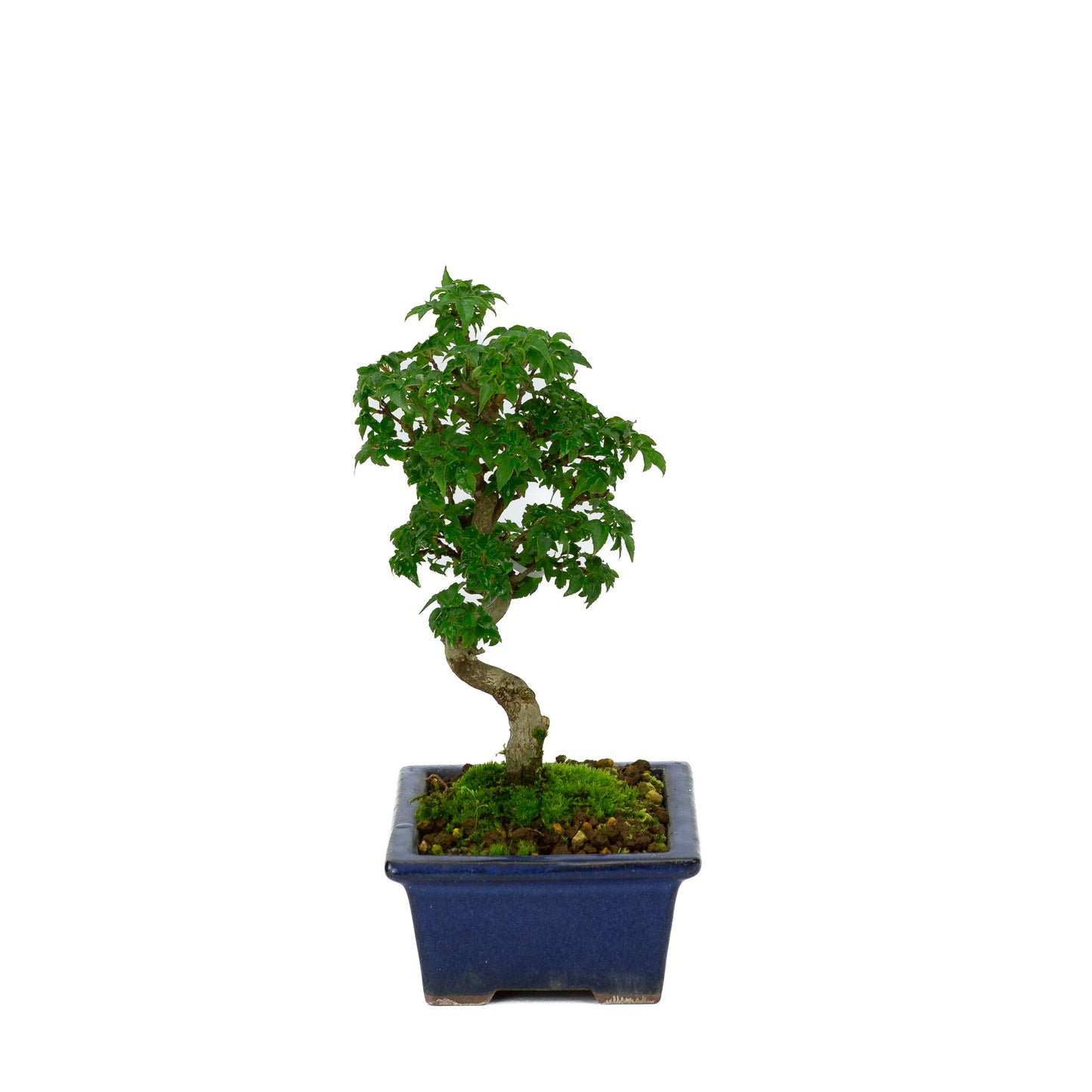 Bonsaï Shohin d'extérieur Acer buergerianum bleu, pot rectangulaire 13 cm, hauteur ~24 cm