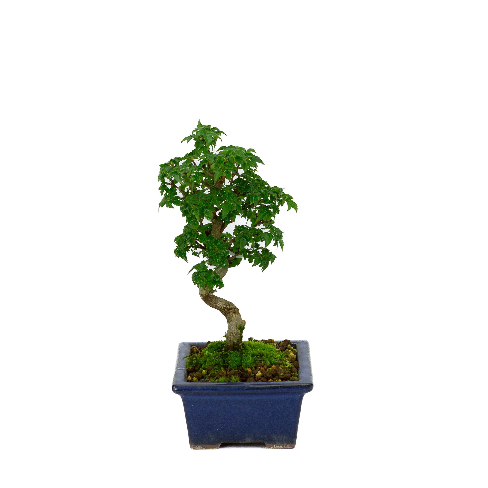 Bonsaï Shohin d'extérieur Acer buergerianum bleu, pot rectangulaire 13 cm, hauteur ~24 cm