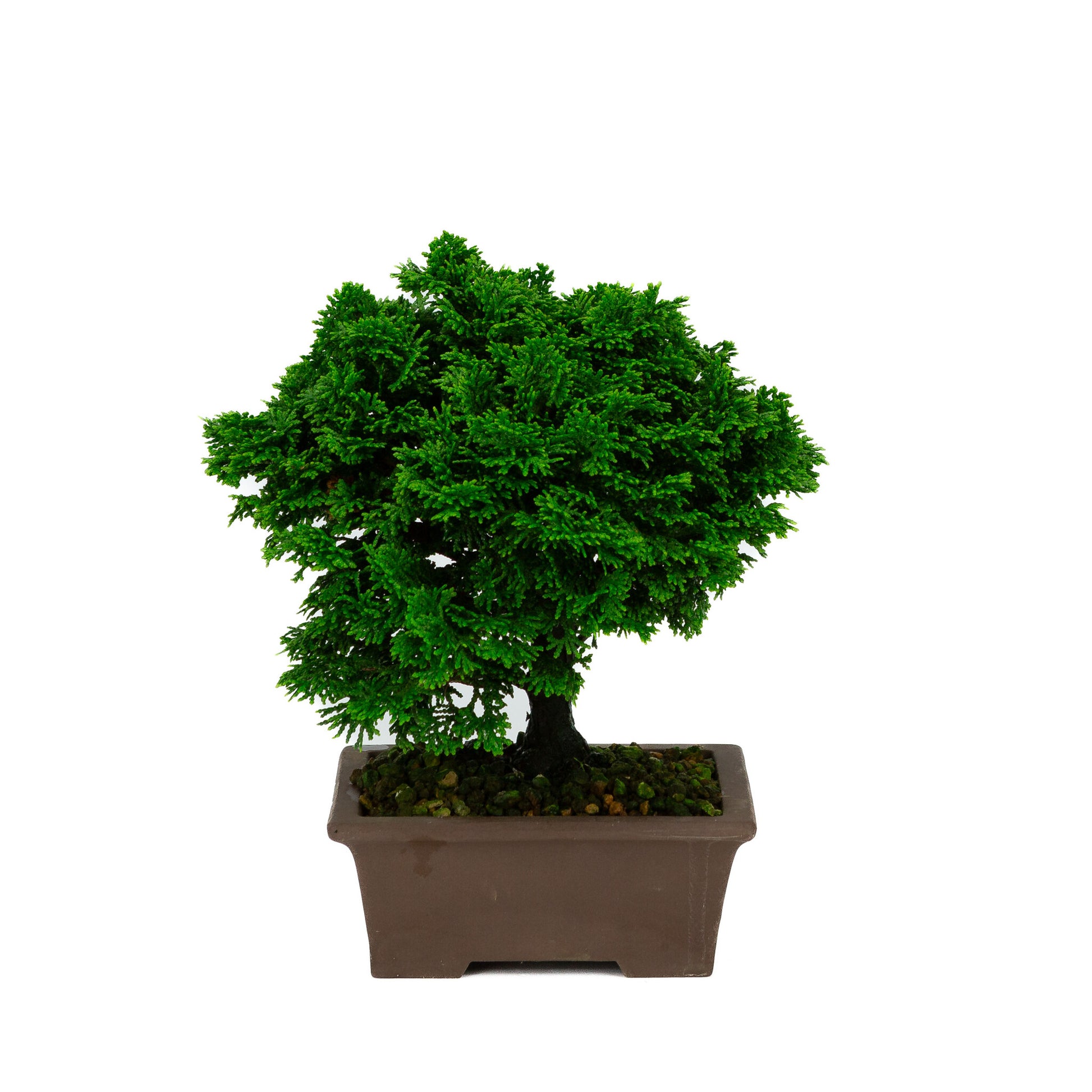 Chamaecyparis obtusa pot rectangulaire non émaillé 13cm, hauteur ~23cm