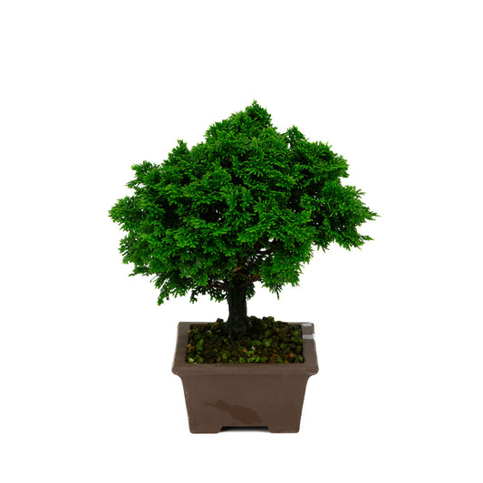 Chamaecyparis obtusa pot rectangulaire non émaillé 13cm, hauteur ~23cm