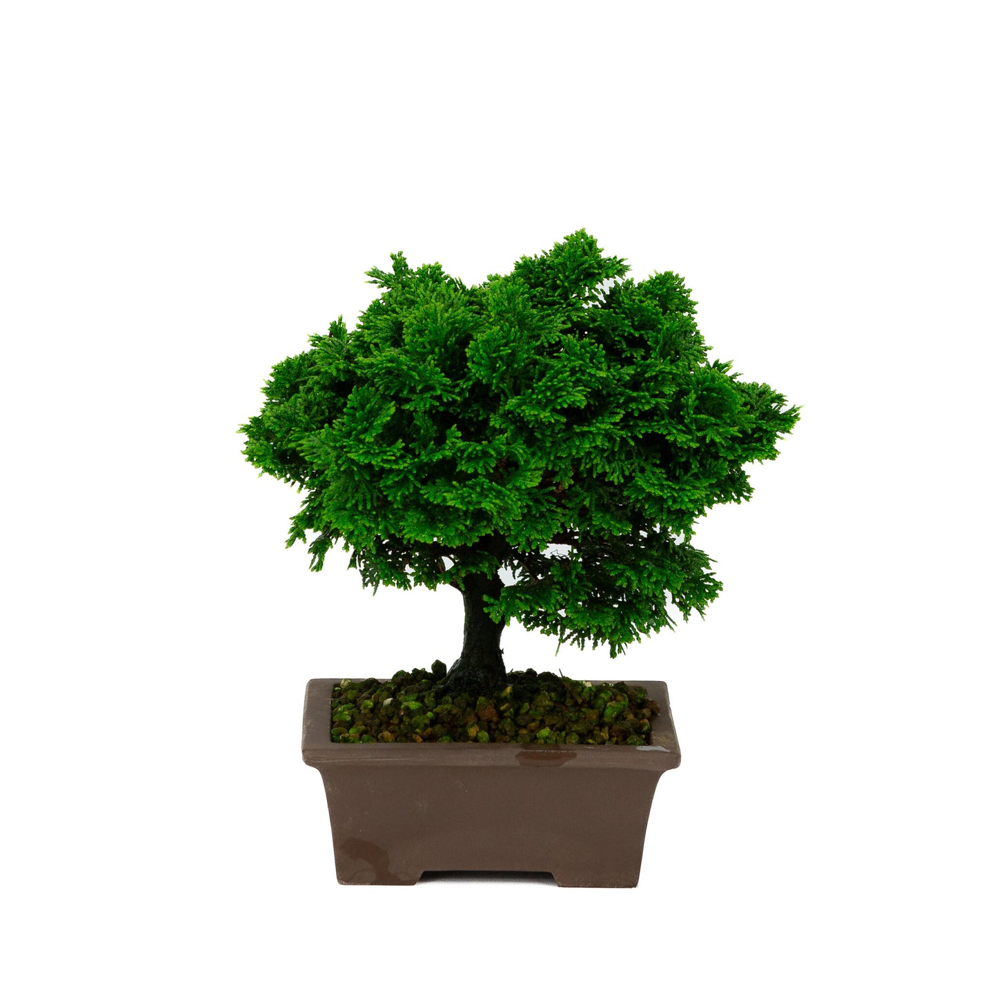 Chamaecyparis obtusa pot rectangulaire non émaillé 13cm, hauteur ~23cm
