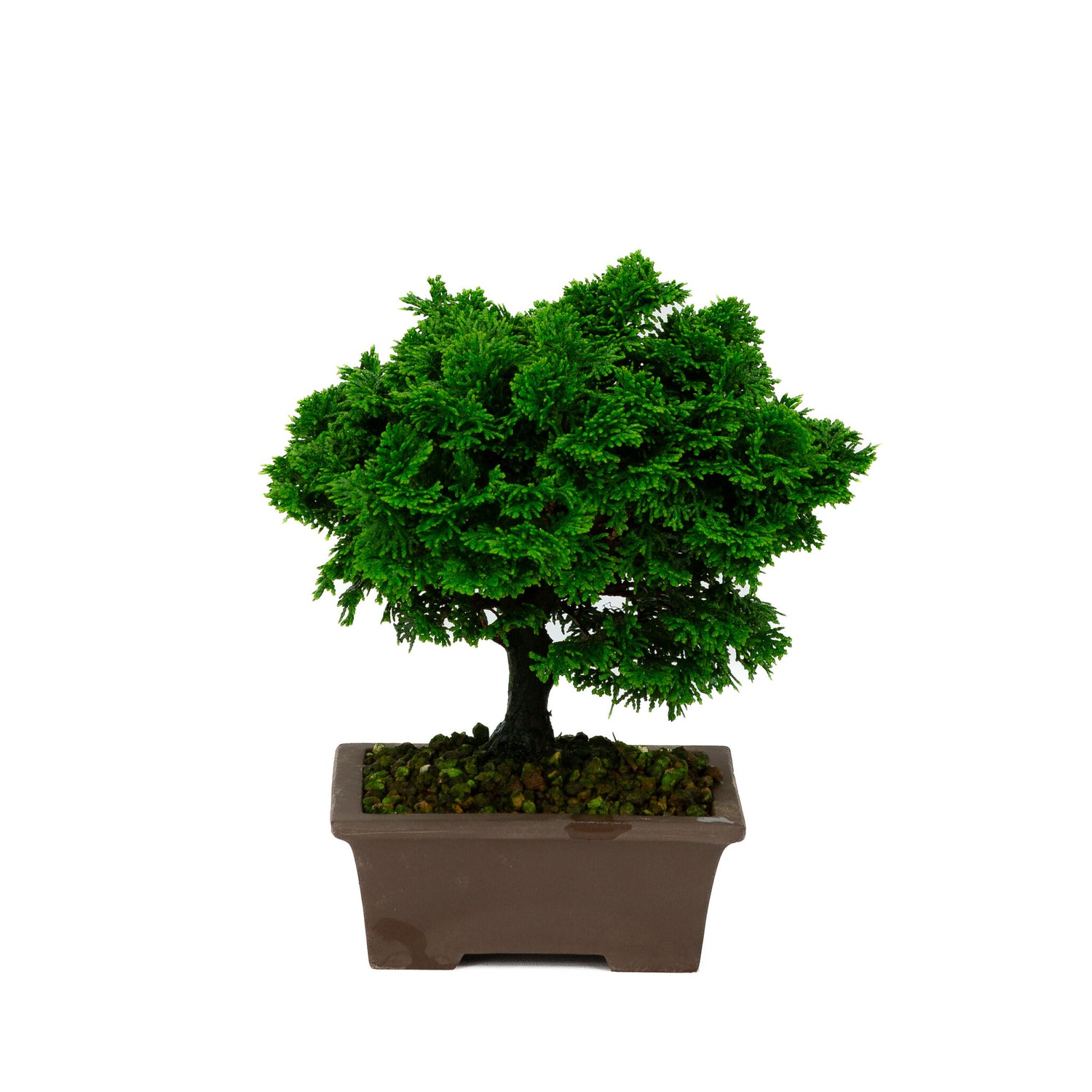 Chamaecyparis obtusa ongeglazuurde rechthoekige pot 13cm, hoogte ~23cm