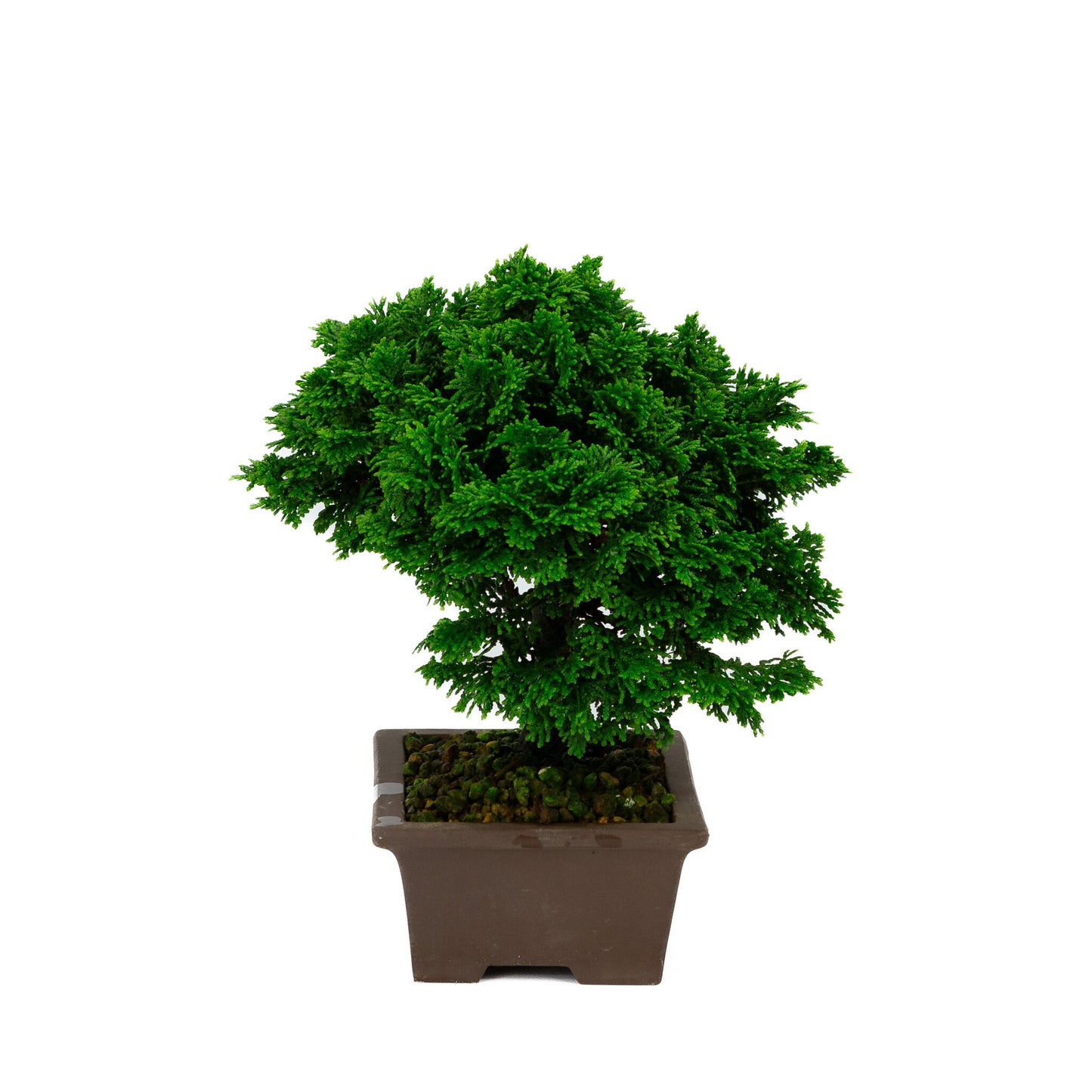 Chamaecyparis obtusa pot rectangulaire non émaillé 13cm, hauteur ~23cm