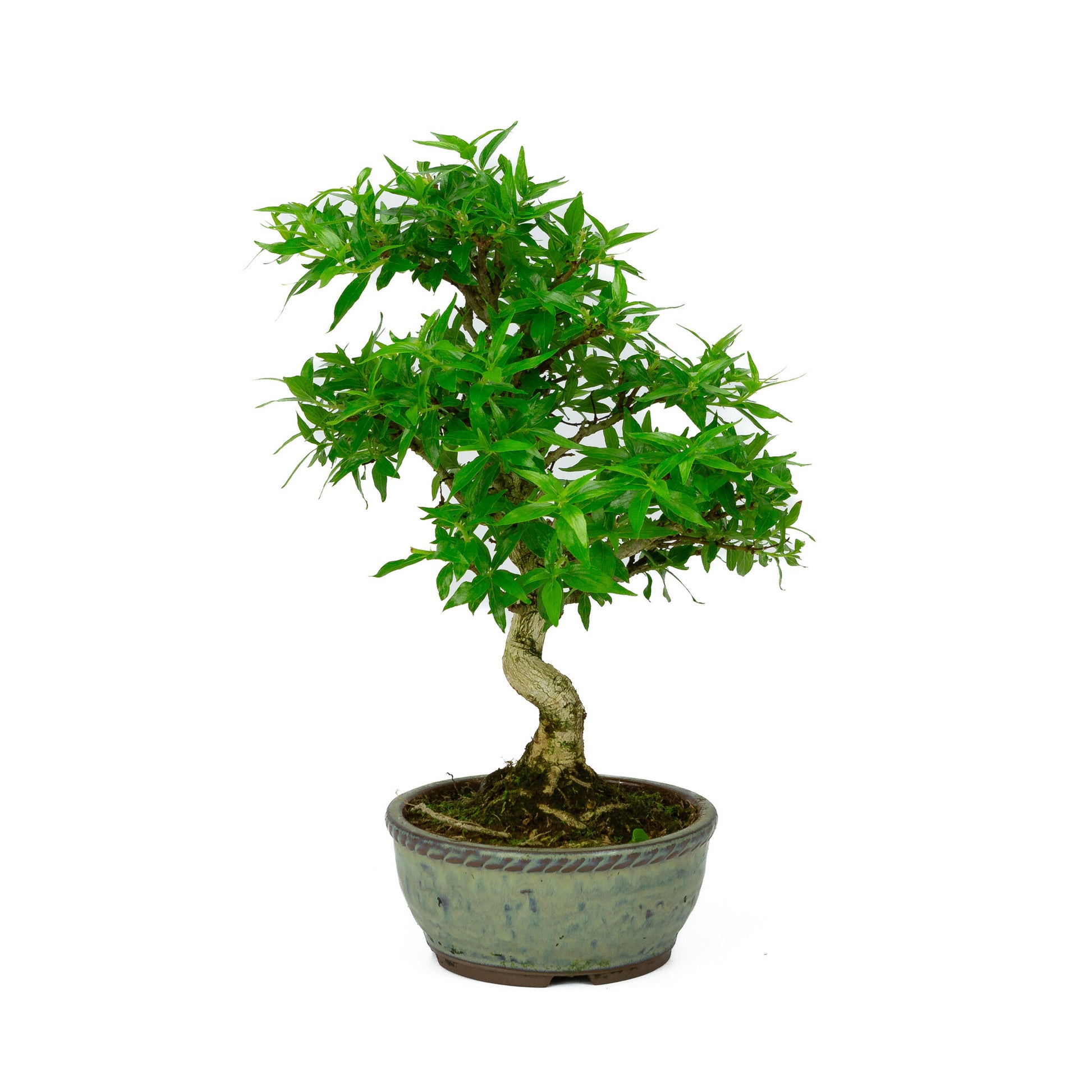 Asplenium bleu pour bonsaï d'extérieur, pot rond de 13 cm, hauteur ~30 cm