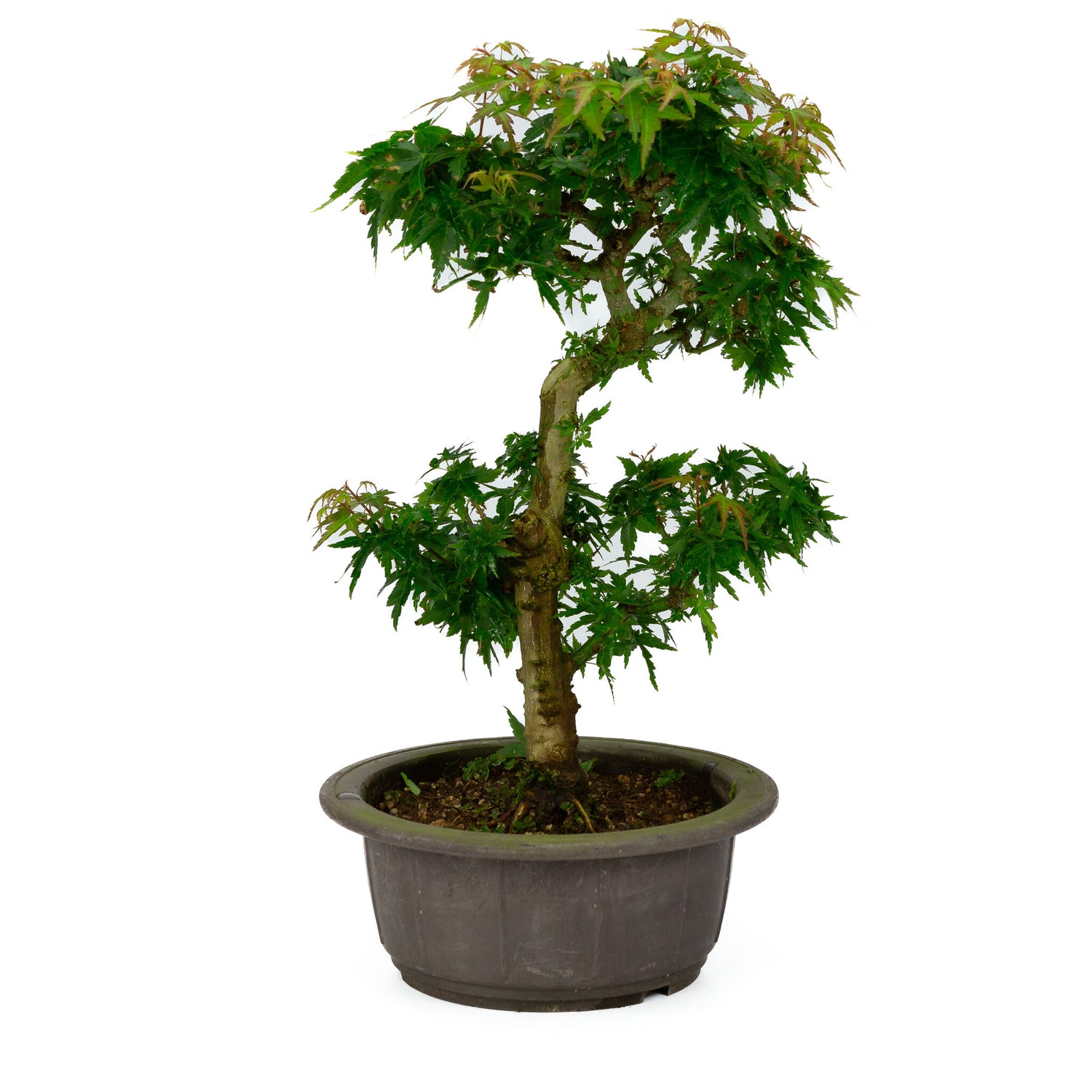 Buiten Bonsai Acer palmatum 'Kotohime' plastic pot 18cm , hoogte ~ 39cm