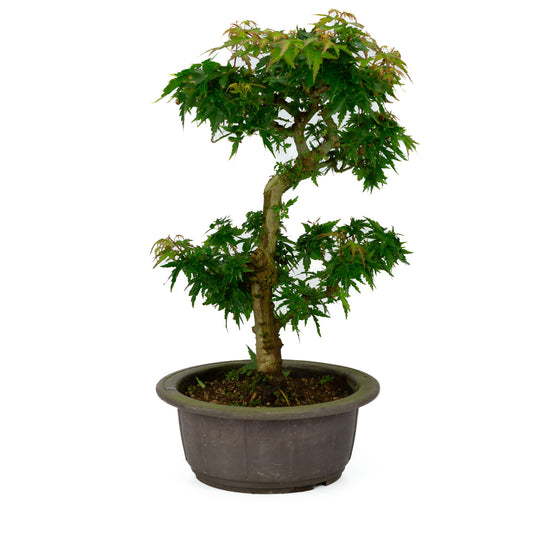 Buiten Bonsai Acer palmatum 'Kotohime' plastic pot 18cm , hoogte ~ 39cm