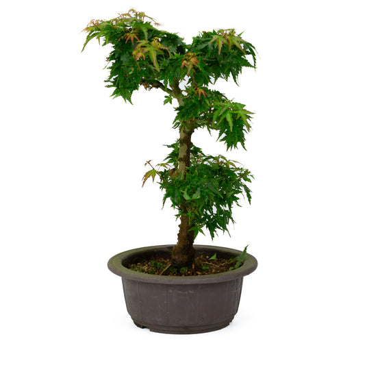 Buiten Bonsai Acer palmatum 'Kotohime' plastic pot 18cm , hoogte ~ 39cm