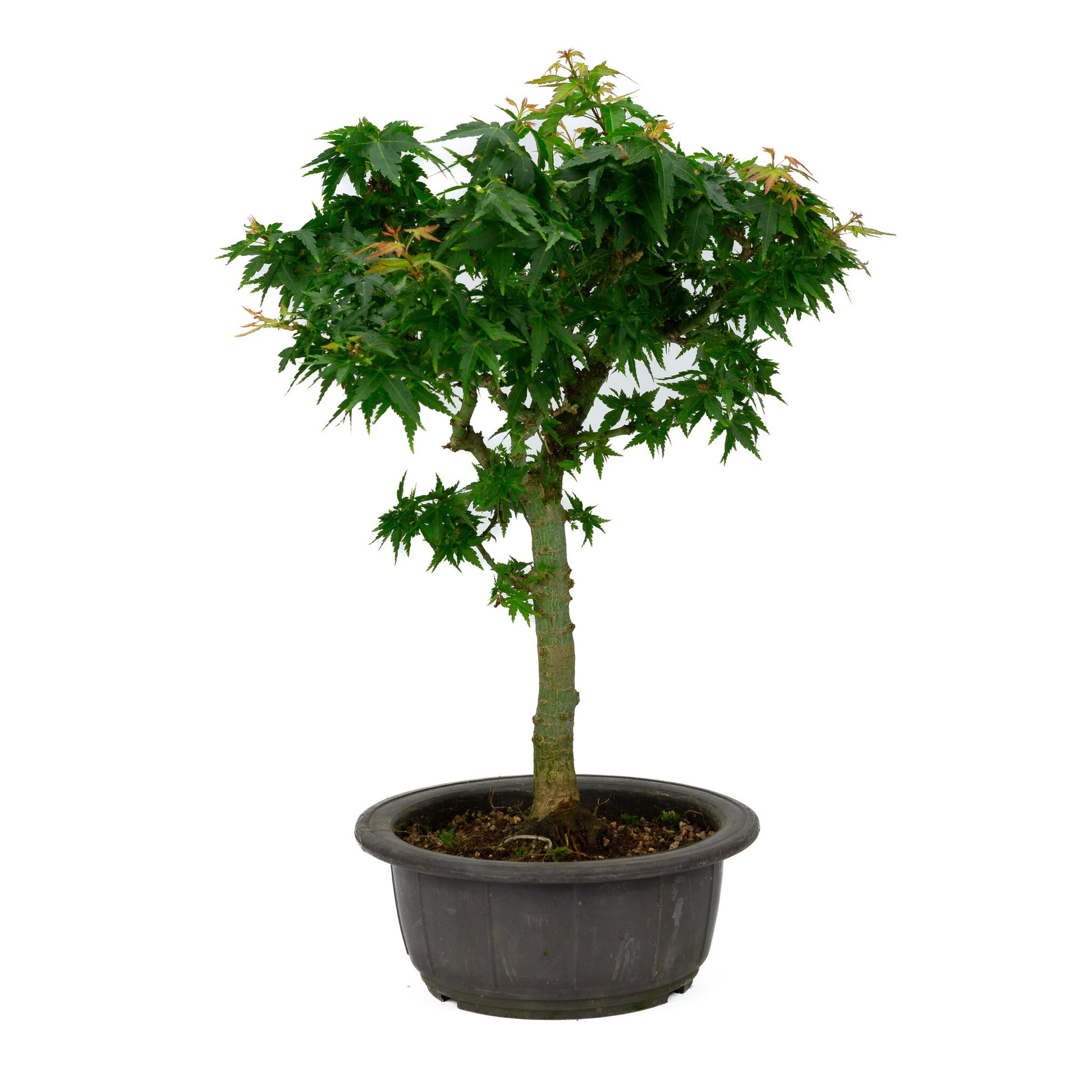 Bonsaï d'extérieur Acer palmatum 'Kotohime', pot en plastique de 18 cm, hauteur ~ 43 cm