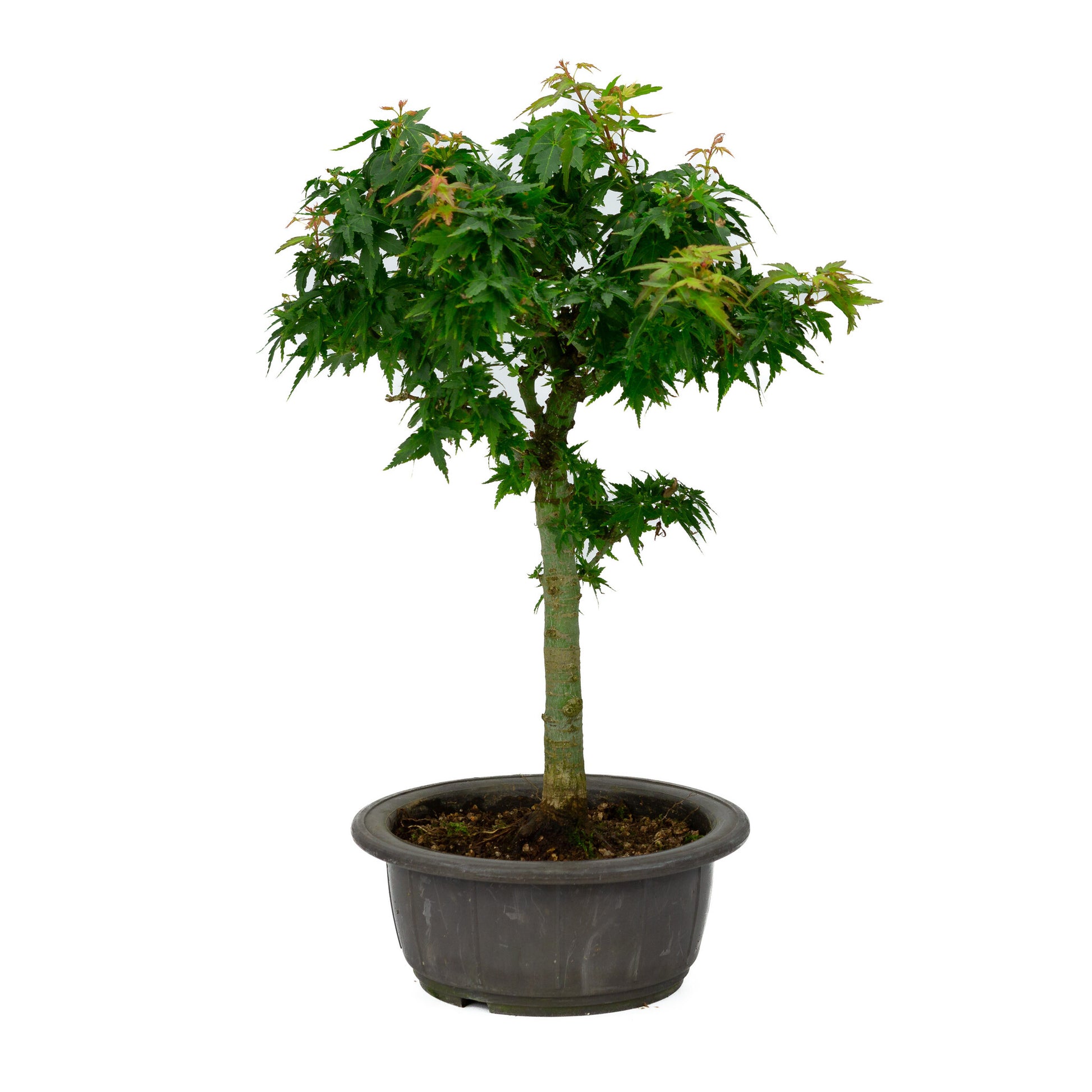 Bonsaï d'extérieur Acer palmatum 'Kotohime', pot en plastique de 18 cm, hauteur ~ 43 cm