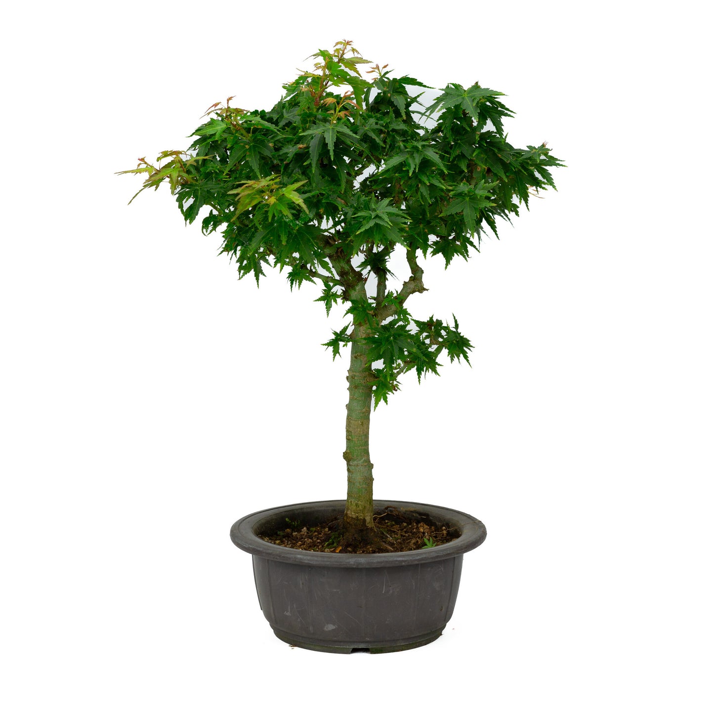 Bonsaï d'extérieur Acer palmatum 'Kotohime', pot en plastique de 18 cm, hauteur ~ 43 cm