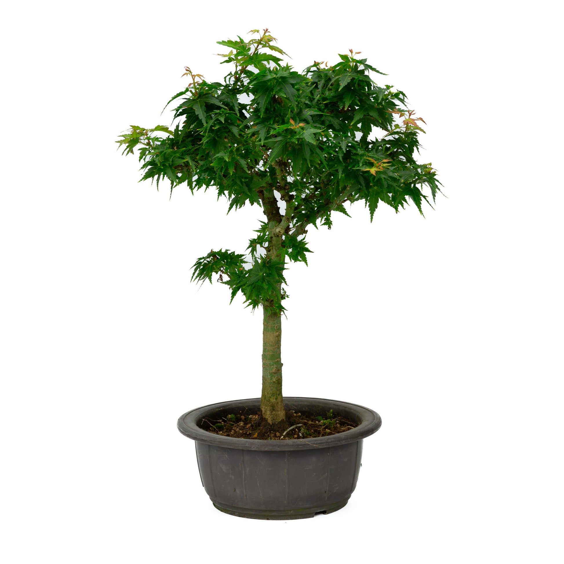 Bonsaï d'extérieur Acer palmatum 'Kotohime', pot en plastique de 18 cm, hauteur ~ 43 cm