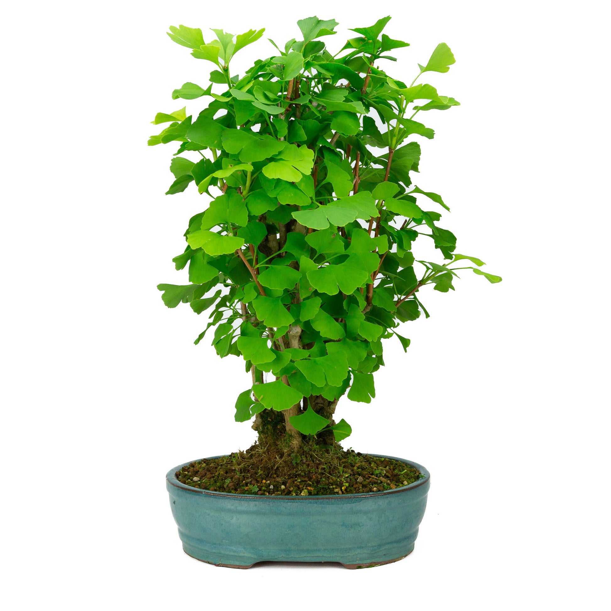 Bonsaï d'extérieur Ginkgo biloba, pot ovale vert, 27 cm, hauteur ~51 cm