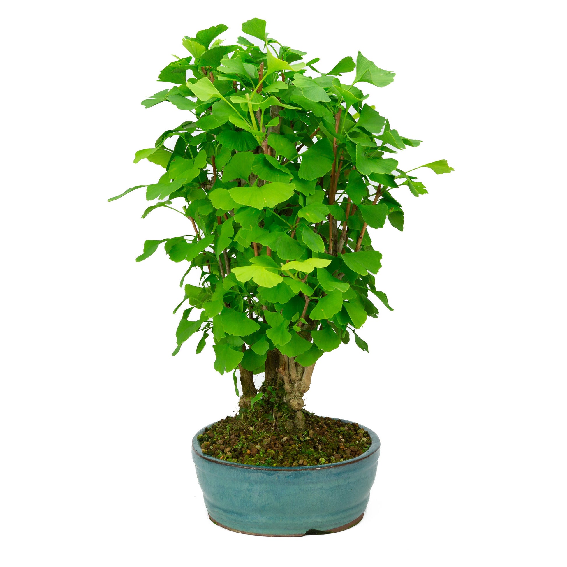 Bonsaï d'extérieur Ginkgo biloba, pot ovale vert, 27 cm, hauteur ~51 cm