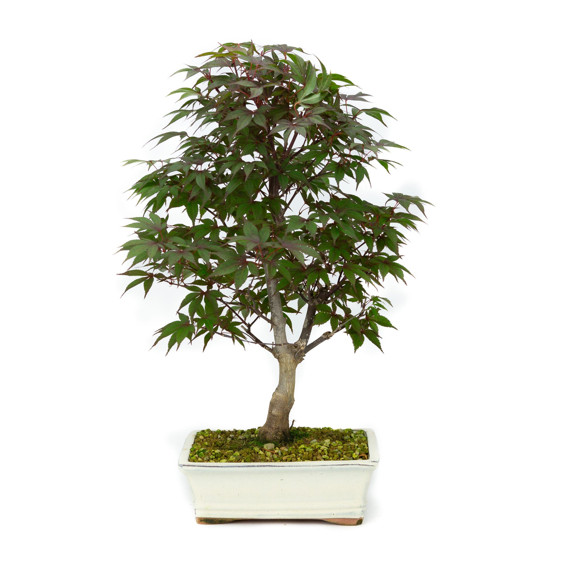 Bonsaï d'extérieur Acer palmatum Deshojo, pot rectangulaire crème, 21 cm, hauteur ~52 cm