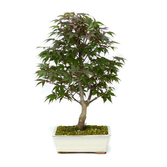 Bonsaï d'extérieur Acer palmatum Deshojo, pot rectangulaire crème, 21 cm, hauteur ~52 cm