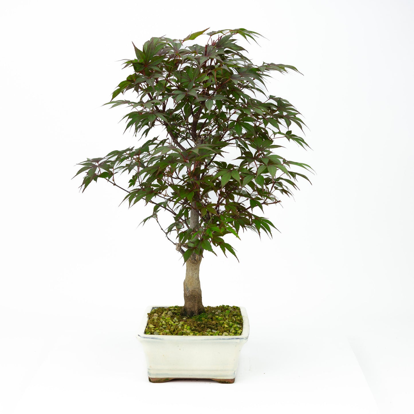 Bonsaï d'extérieur Acer palmatum Deshojo, pot rectangulaire crème, 21 cm, hauteur ~52 cm