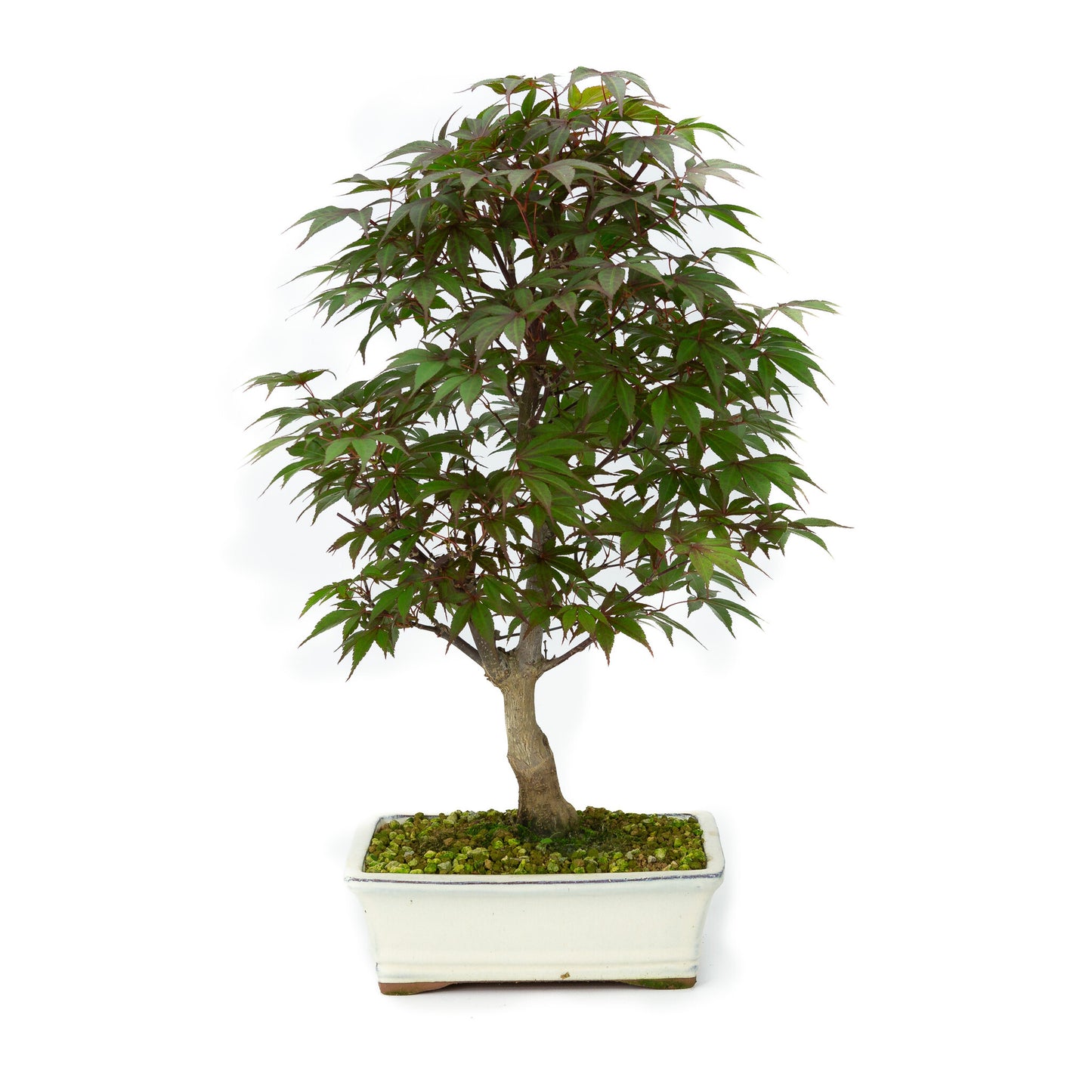 Bonsaï d'extérieur Acer palmatum Deshojo, pot rectangulaire crème, 21 cm, hauteur ~52 cm