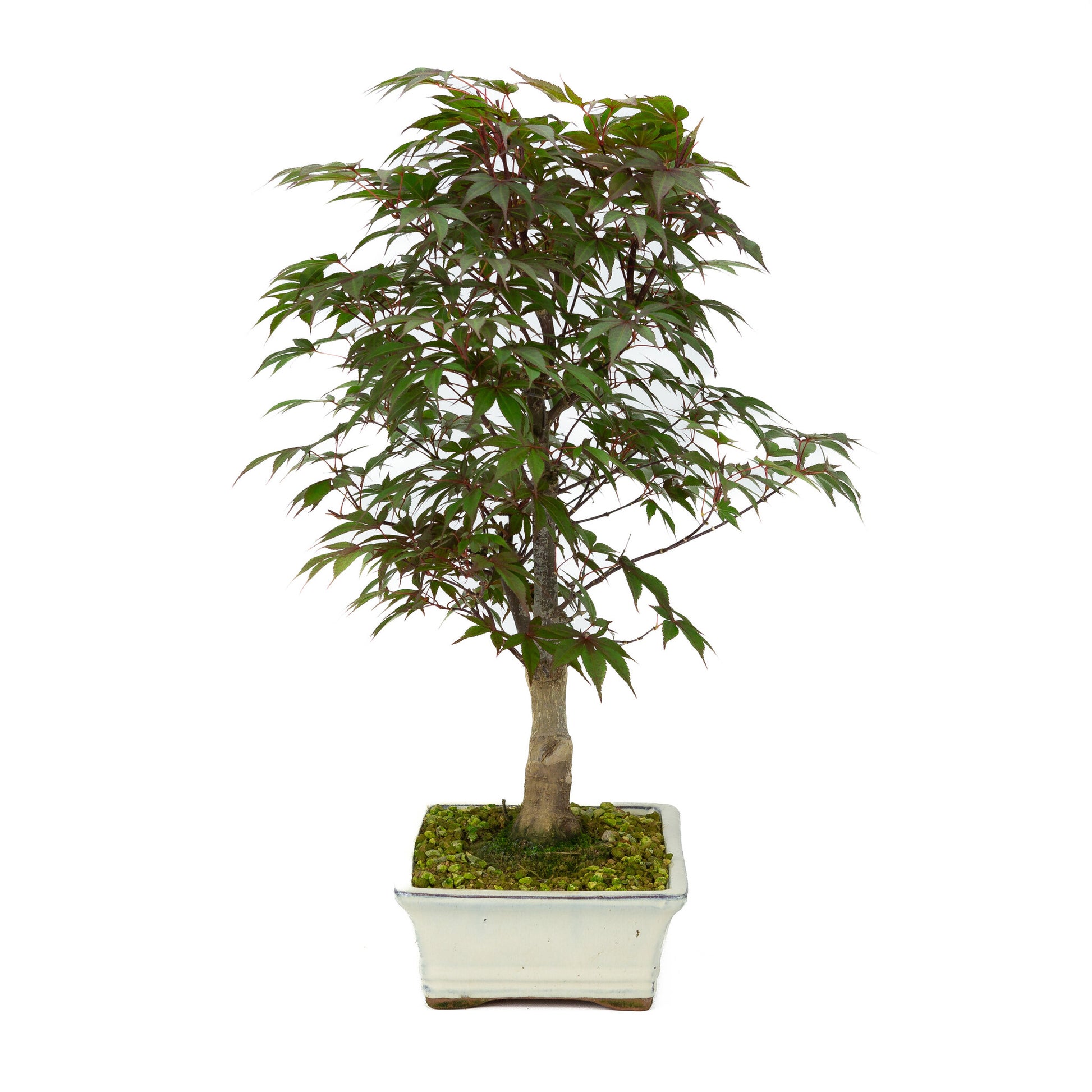 Bonsaï d'extérieur Acer palmatum Deshojo, pot rectangulaire crème, 21 cm, hauteur ~52 cm
