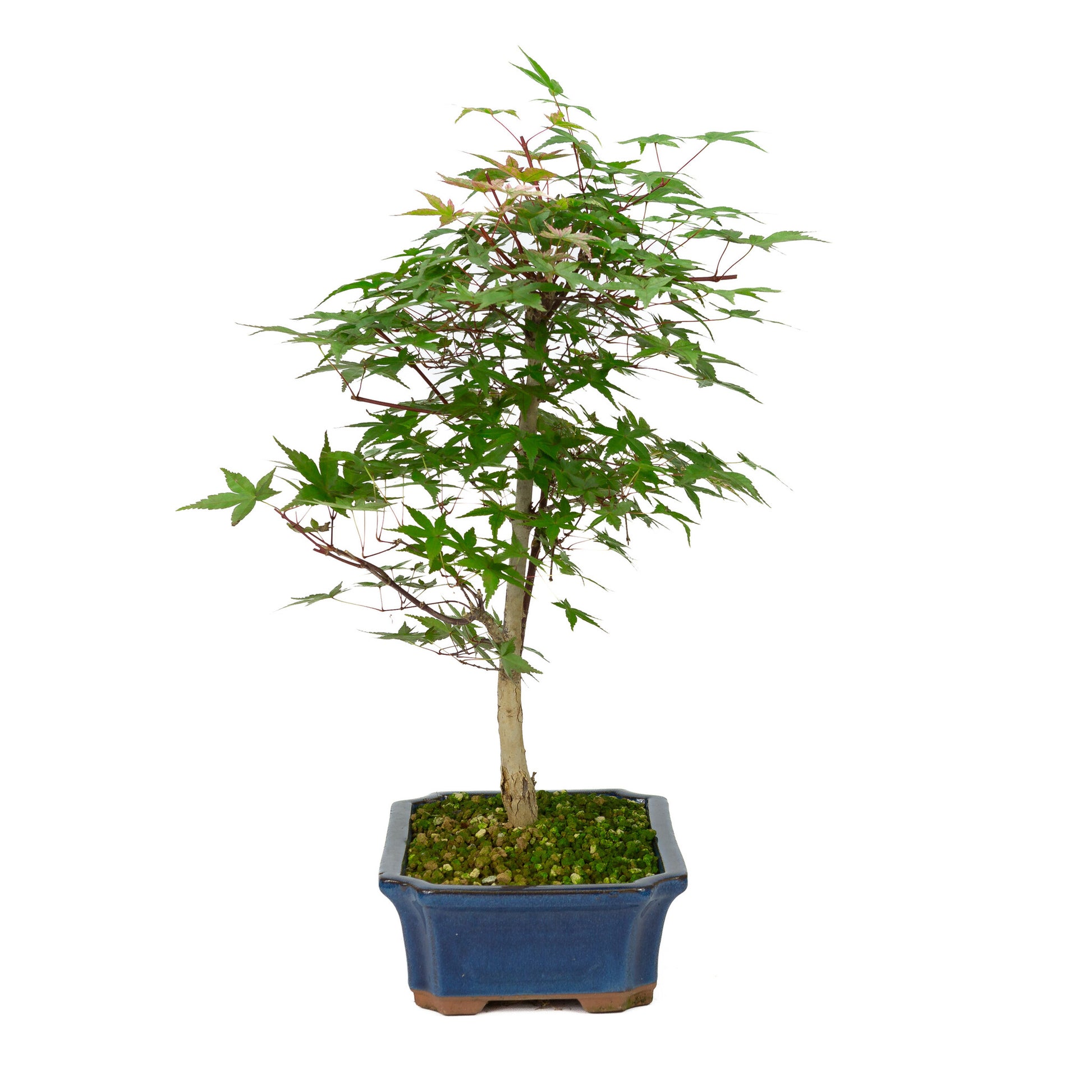 Bonsaï d'extérieur Acer palmatum Deshojo bleu, pot Mokko 25 cm, hauteur ~50 cm