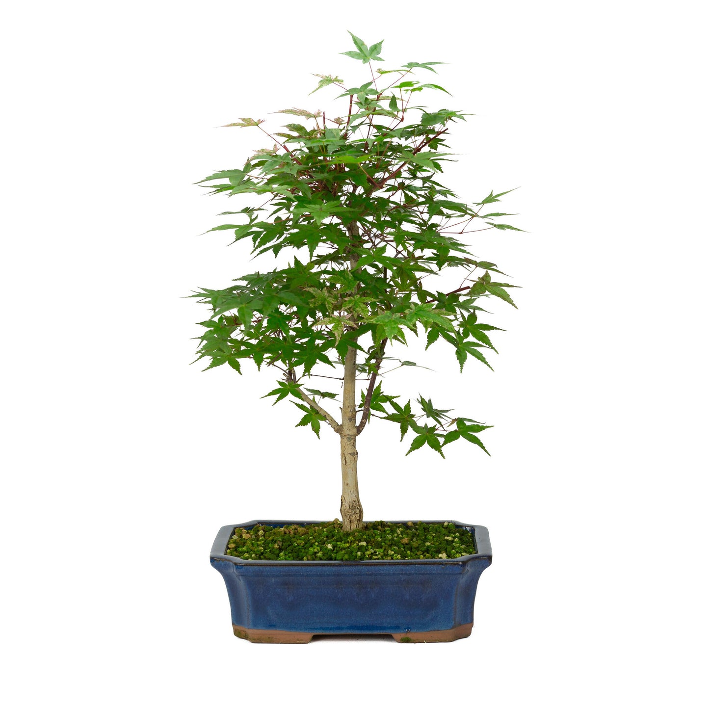 Bonsaï d'extérieur Acer palmatum Deshojo bleu, pot Mokko 25 cm, hauteur ~50 cm