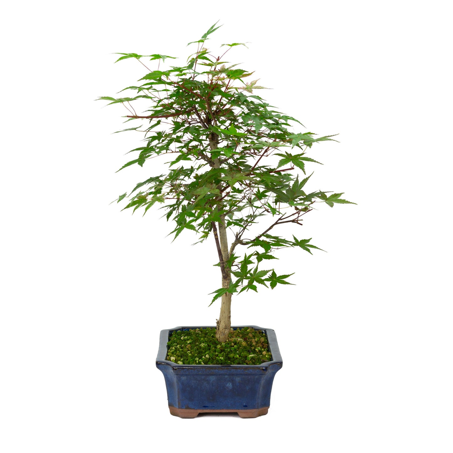 Bonsaï d'extérieur Acer palmatum Deshojo bleu, pot Mokko 25 cm, hauteur ~50 cm