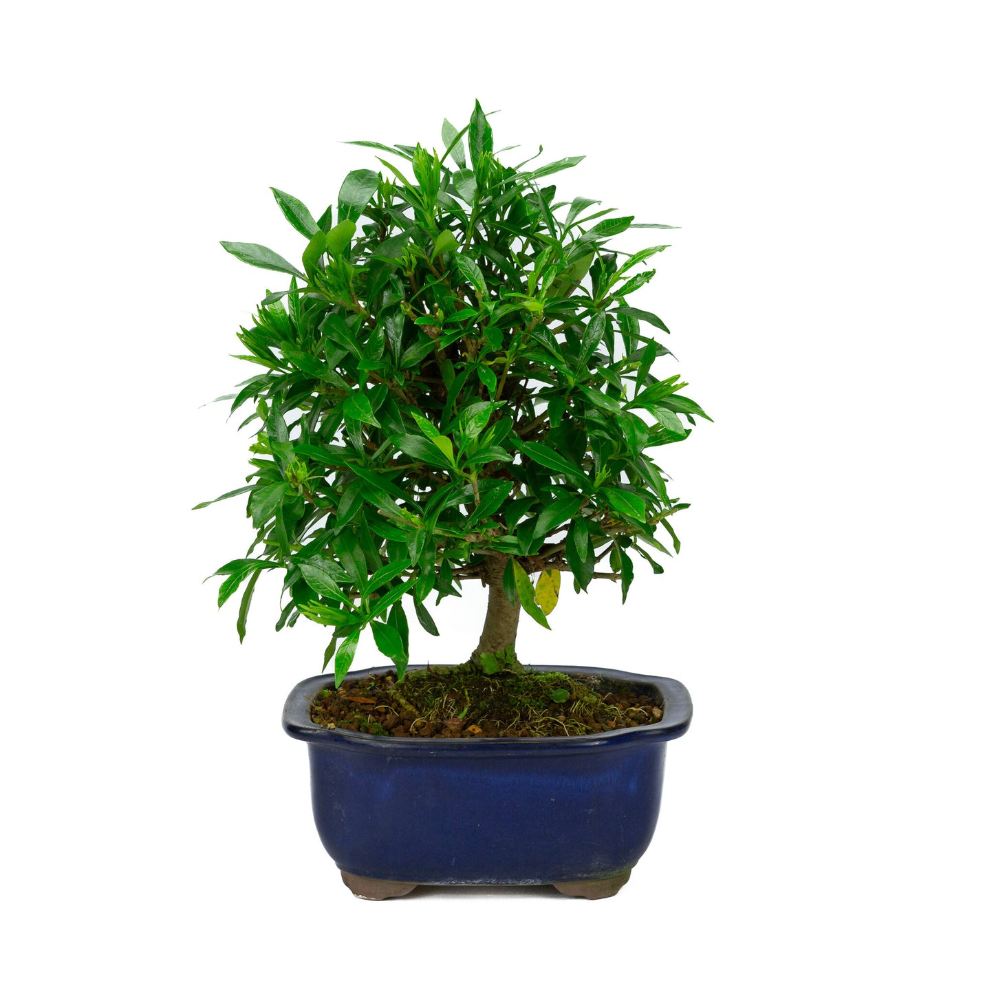 Bonsaï d'extérieur Gardenia bleu en pot Mokko de 20 cm, hauteur ~37 cm