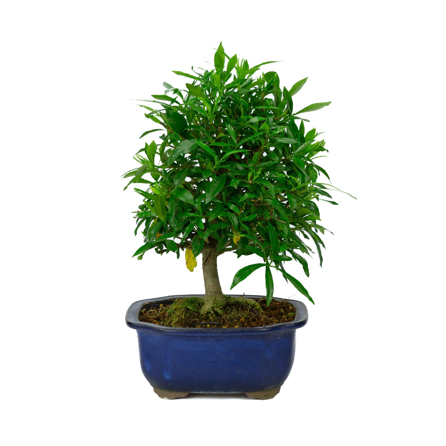 Bonsaï d'extérieur Gardenia bleu en pot Mokko de 20 cm, hauteur ~37 cm