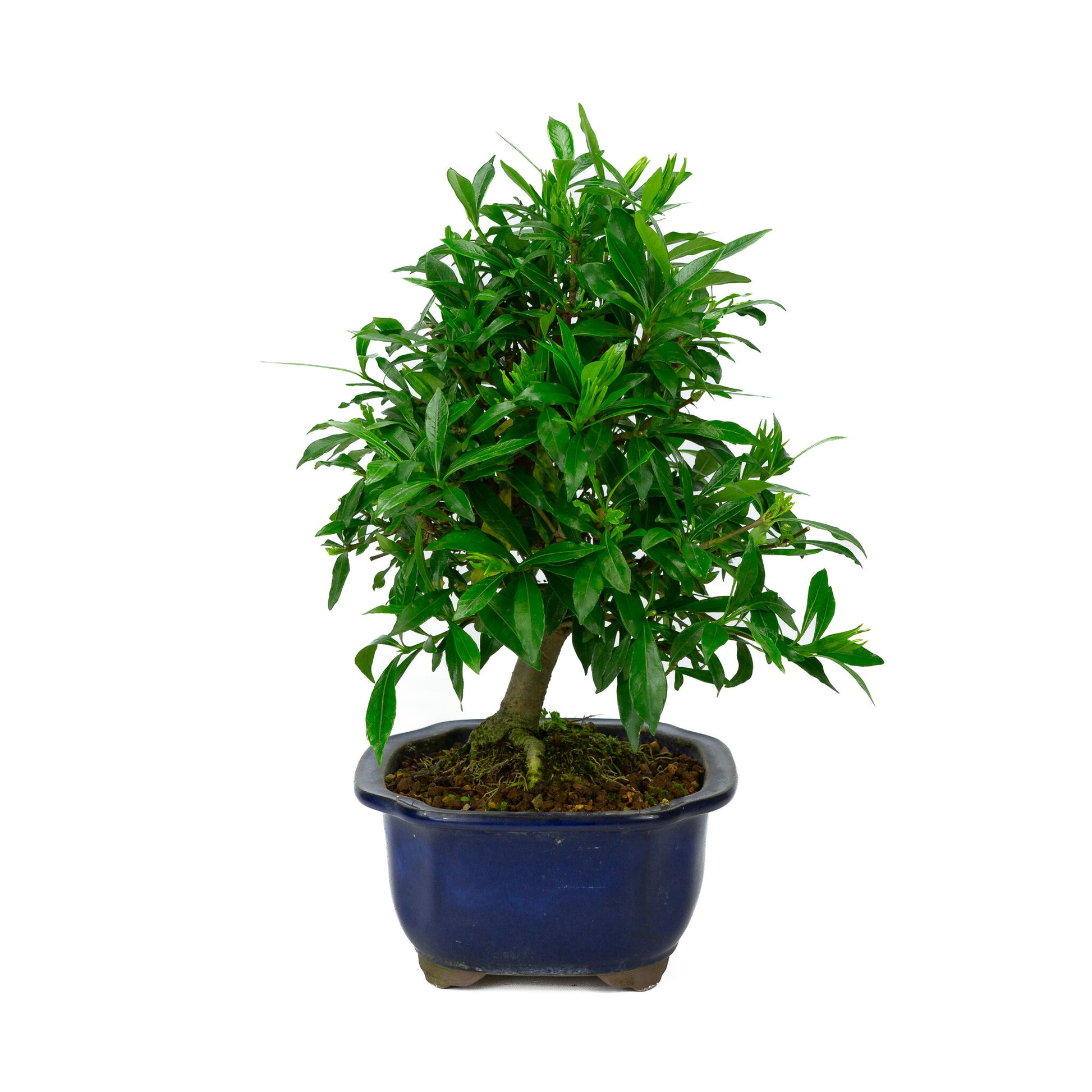 Bonsaï d'extérieur Gardenia bleu en pot Mokko de 20 cm, hauteur ~37 cm