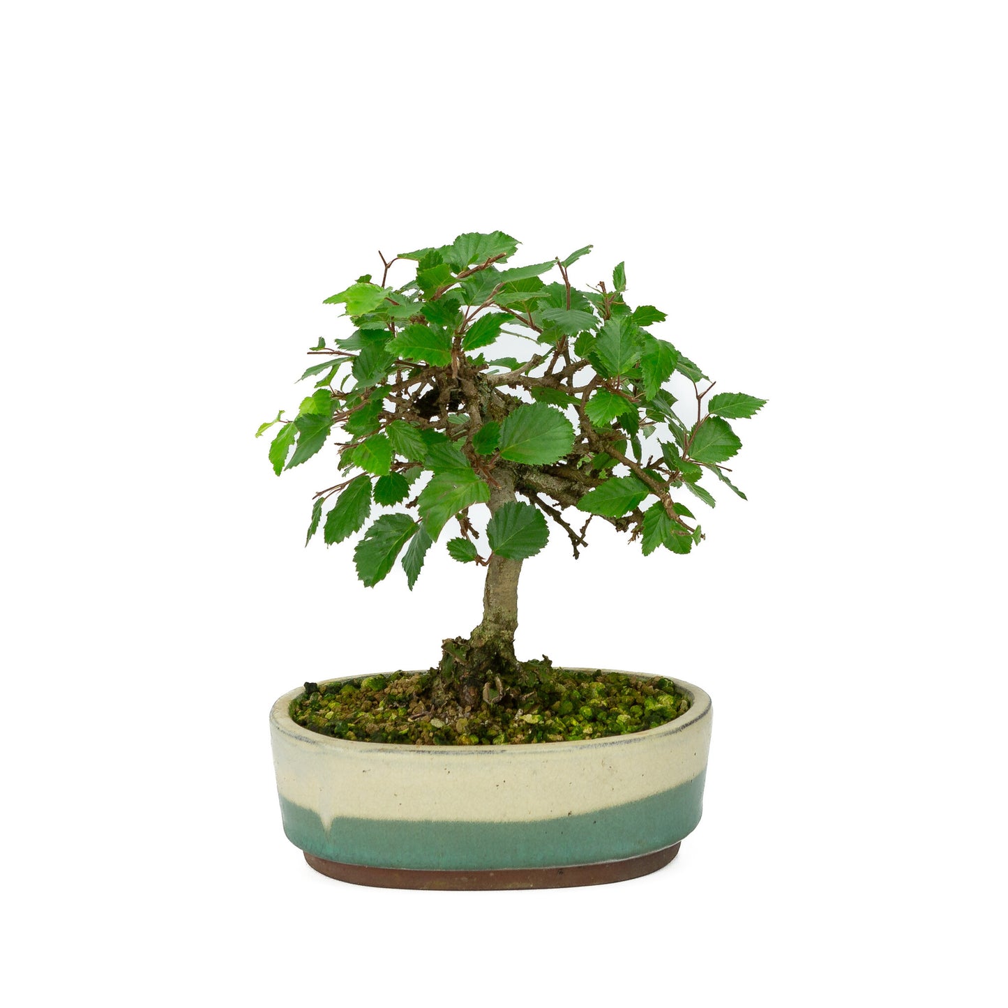 Bonsaï Shohin d'extérieur Carpinus coreana blanc vert pot ovale 15 cm, hauteur ~22 cm