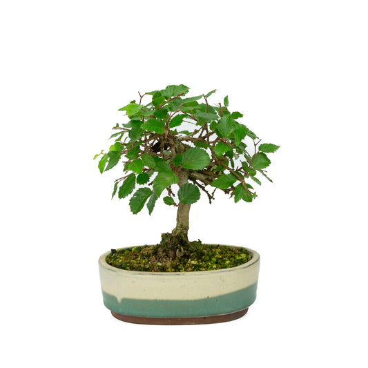 Bonsaï Shohin d'extérieur Carpinus coreana blanc vert pot ovale 15 cm, hauteur ~22 cm